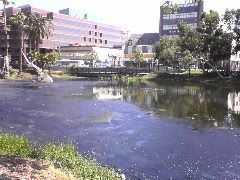 Tar Pits